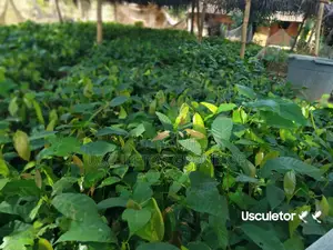 Cocoa Seedlings for Sell