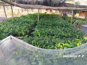 Cocoa Seedlings for Sell