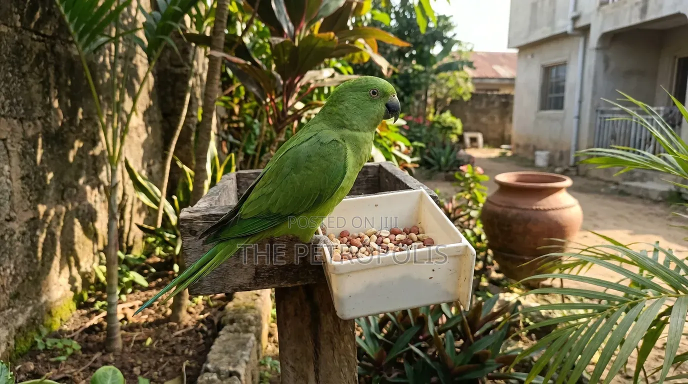 Indian Ringnecks Parrots