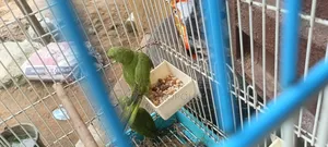 Indian Ringnecks Parrots