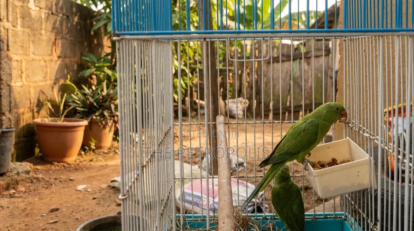 Indian Ringnecks Parrots