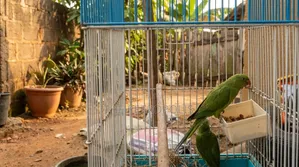 Indian Ringnecks Parrots