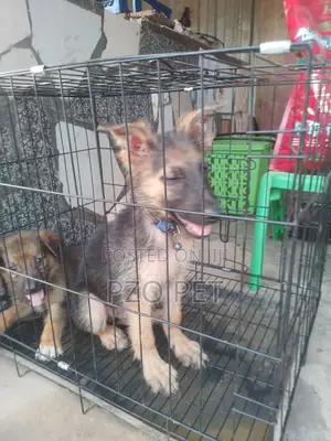 3-6 months Male Purebred German Shepherd