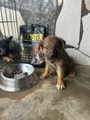 1-3 months Male Purebred German Shepherd