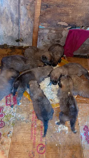 1-3 months Female Purebred Caucasian Shepherd