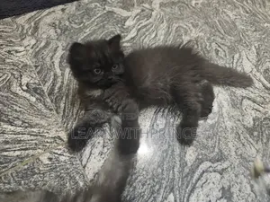 1-3 months Male Purebred Persian
