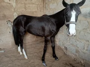 Bfie Horseback Riding