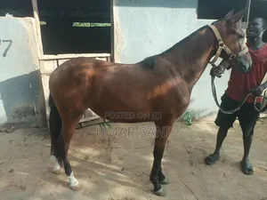 Bfie Horseback Riding