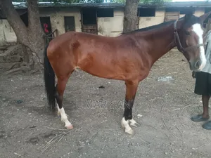 Bfie Horseback Riding