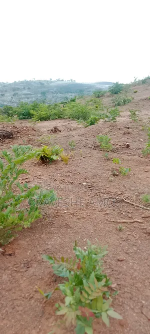Wealthy Land