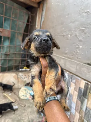 1-3 months Female Purebred German Shepherd