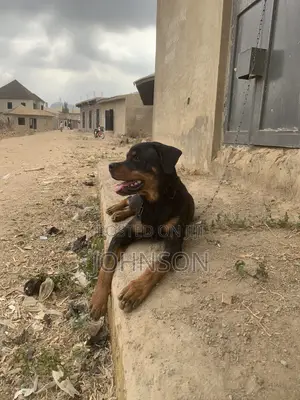 1+ year Male Purebred Rottweiler