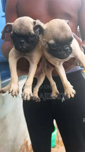 1-3 months Female Purebred Pug