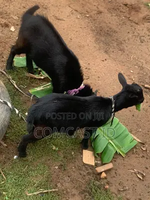Goat for Sale ( Male Female )