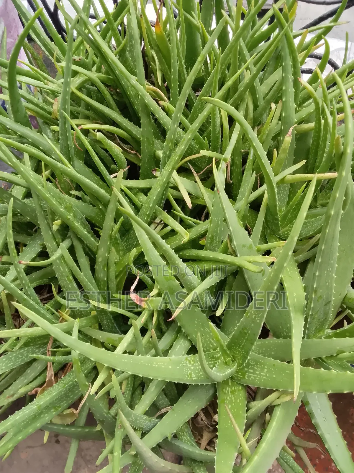 Cluster Aloe Vera