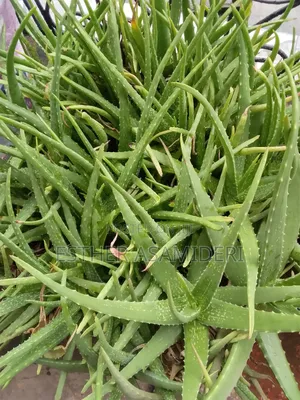 Cluster Aloe Vera
