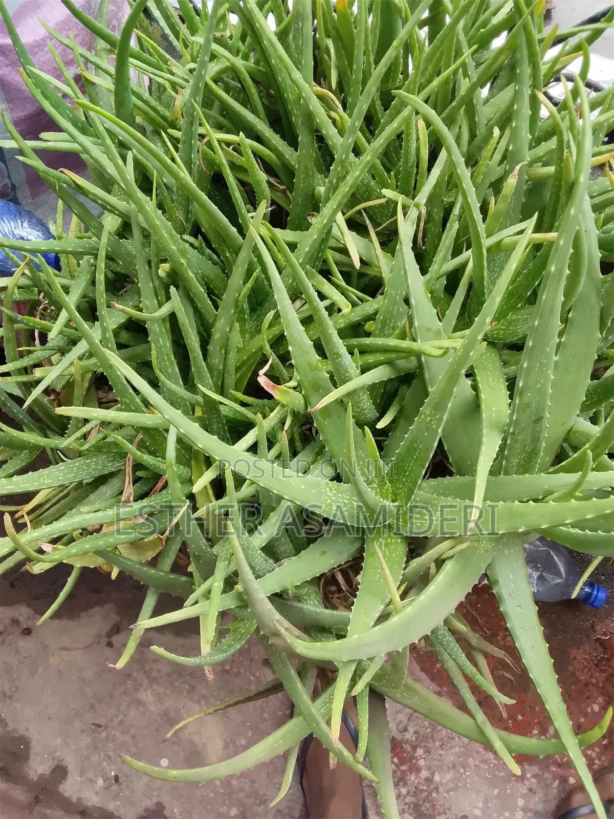 Cluster Aloe Vera