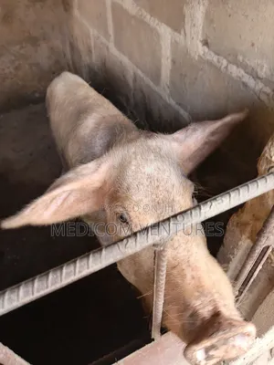 Female Pig for Sale