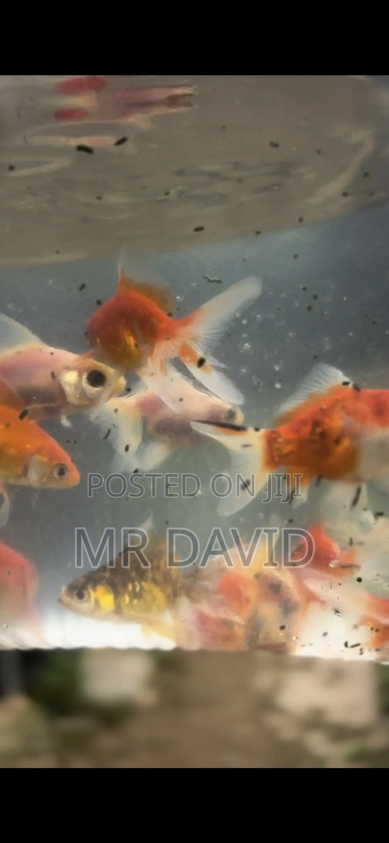 Gold Fish