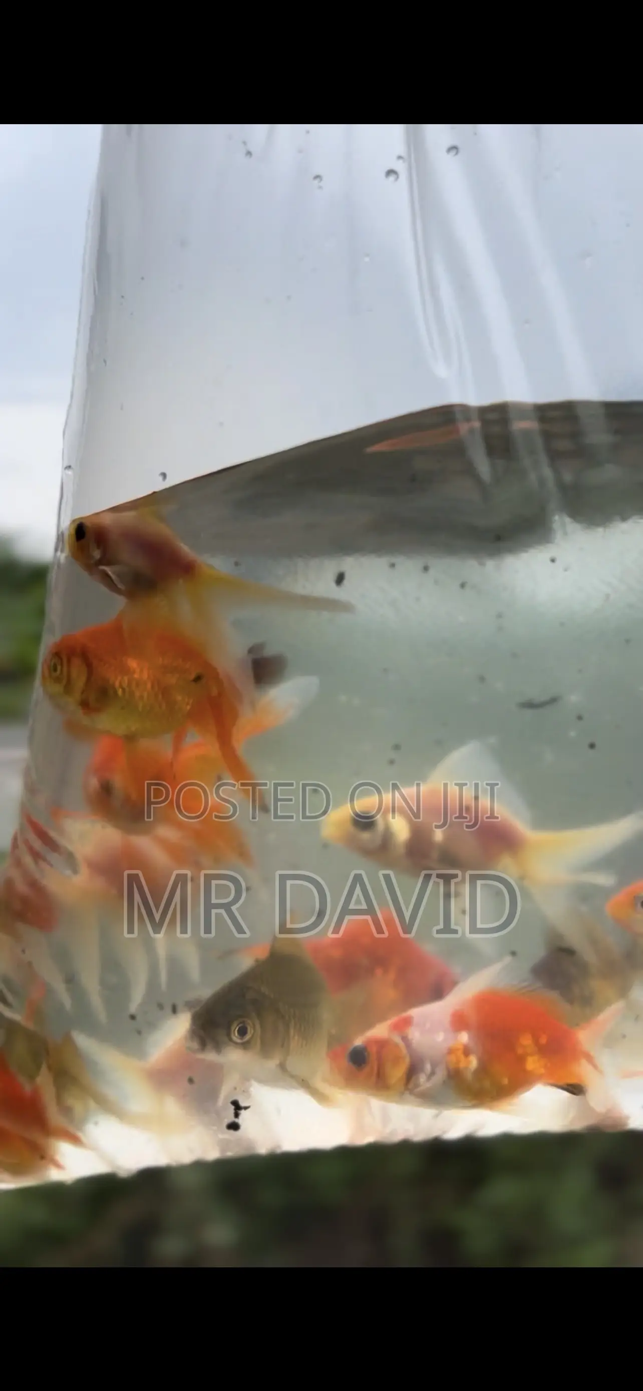 Gold Fish
