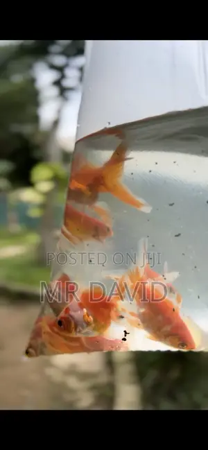 Gold Fish