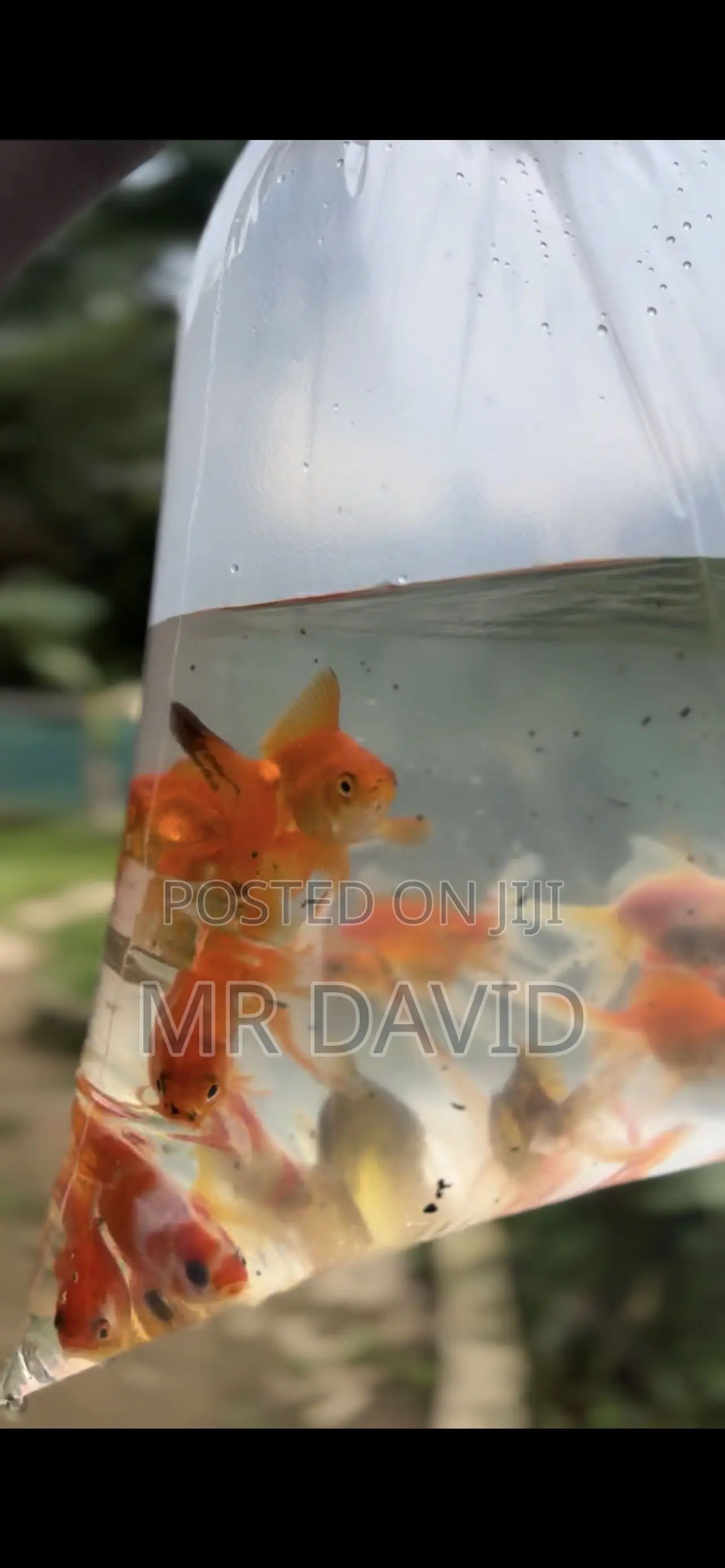 Gold Fish