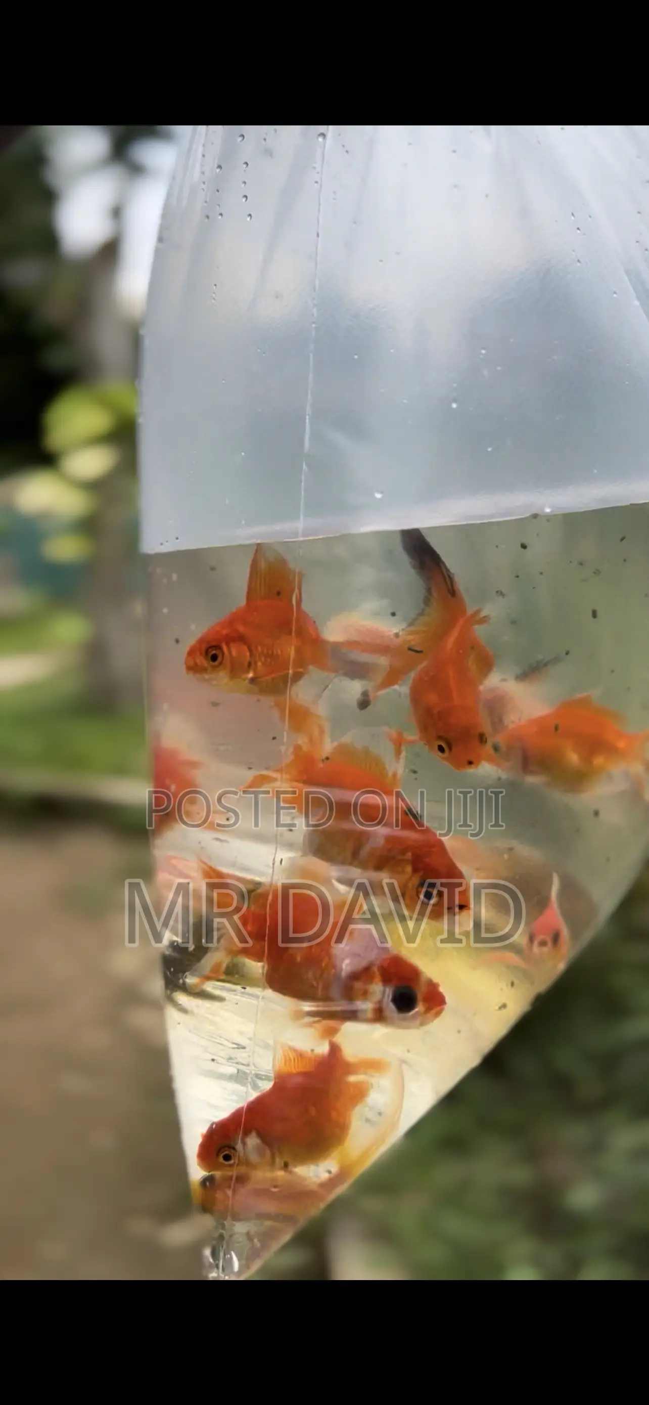 Gold Fish
