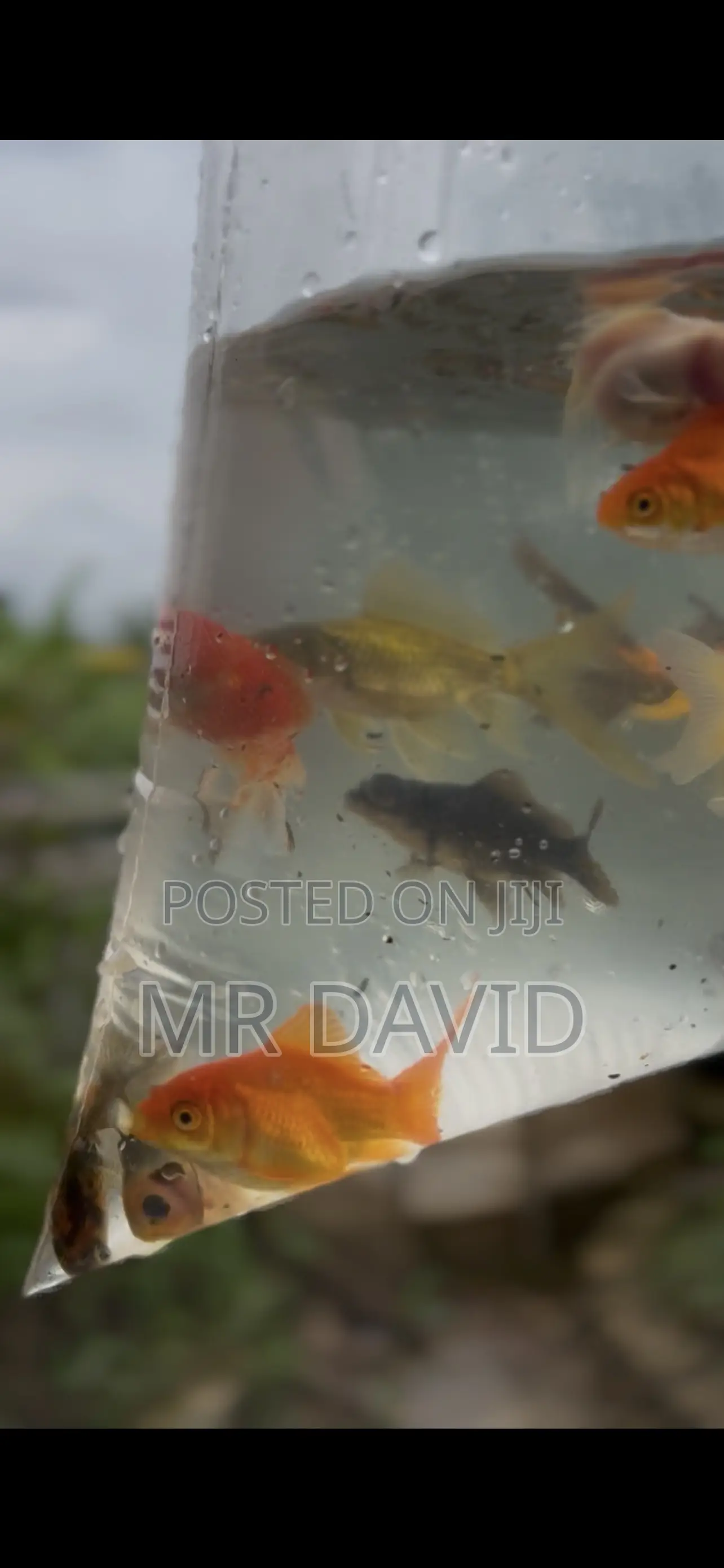 Gold Fish