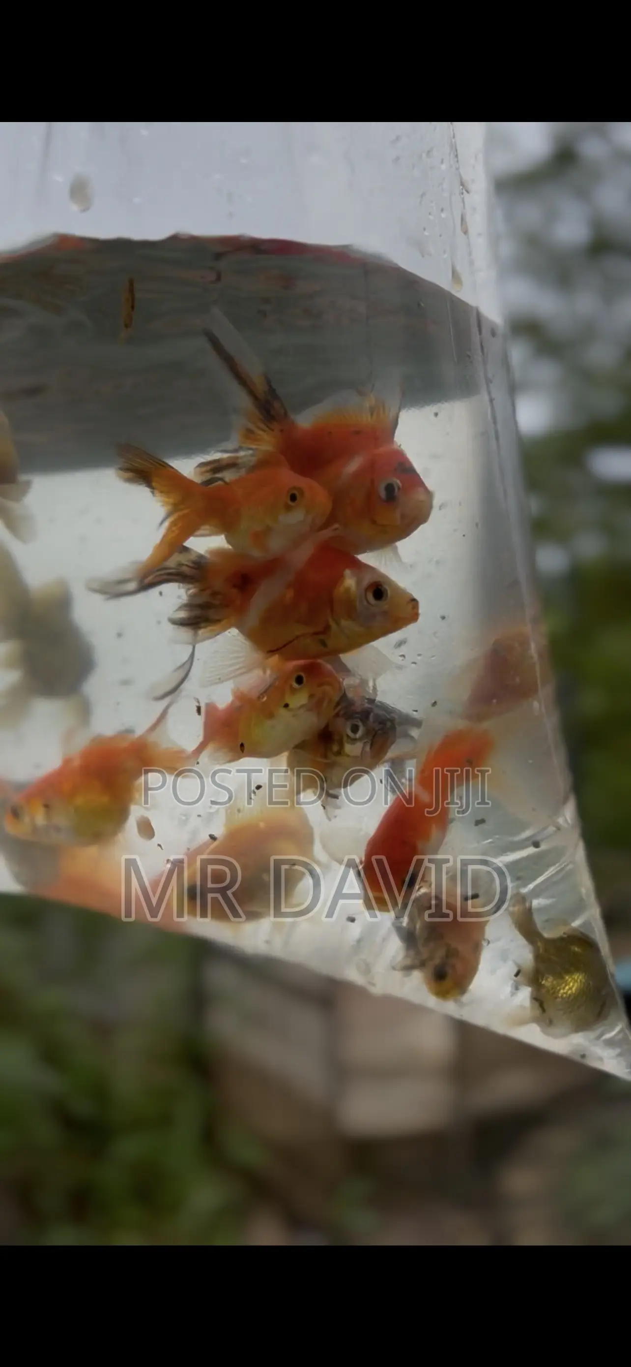 Gold Fish