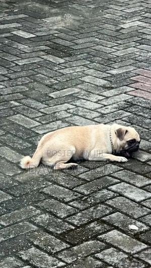 1+ year Female Purebred Pug