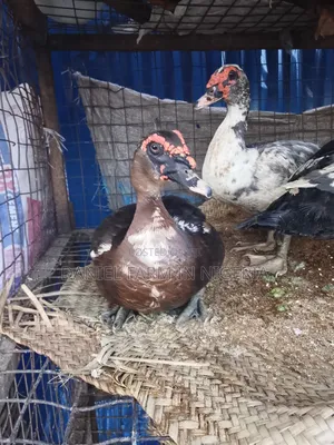 Local Duck