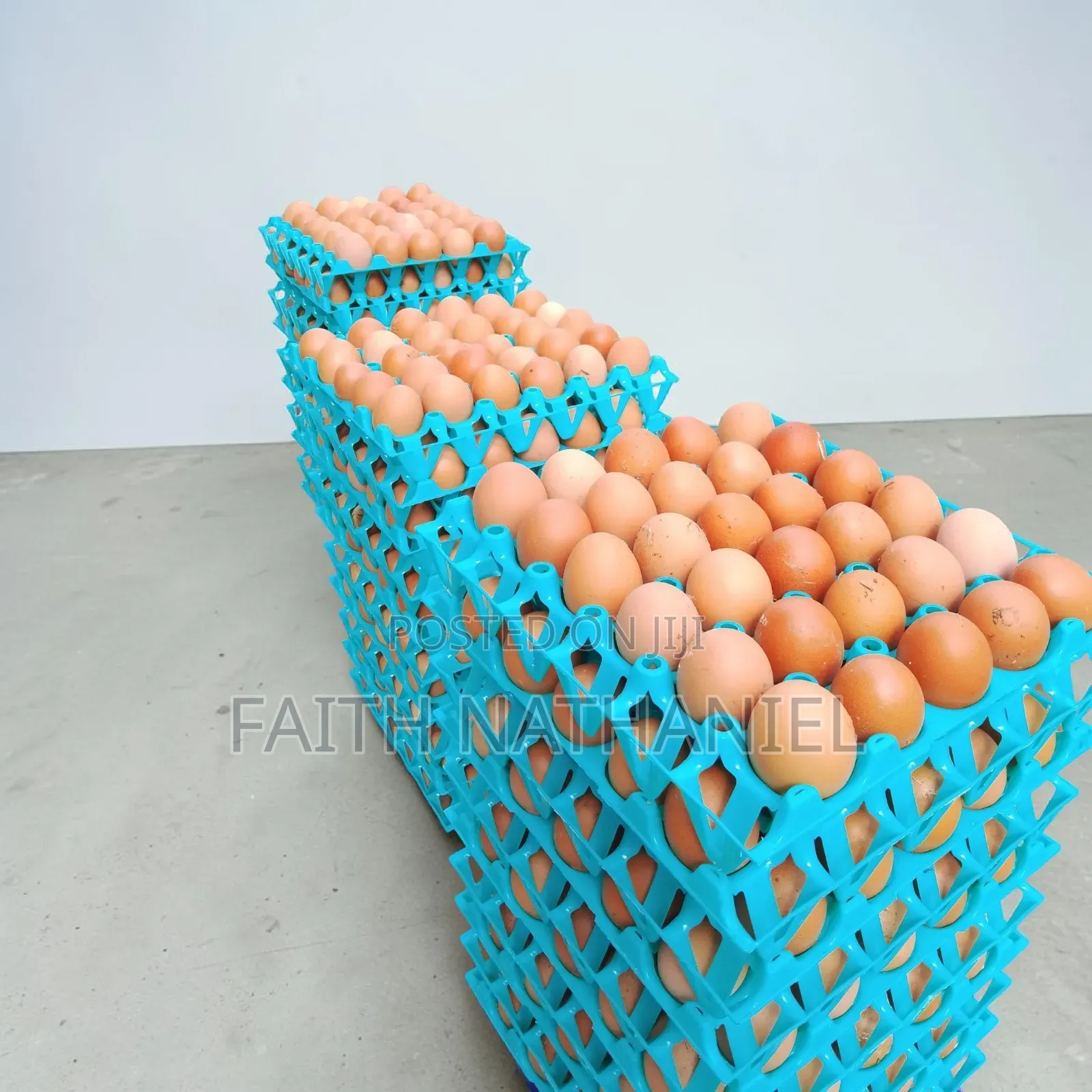 Fresh Eggs