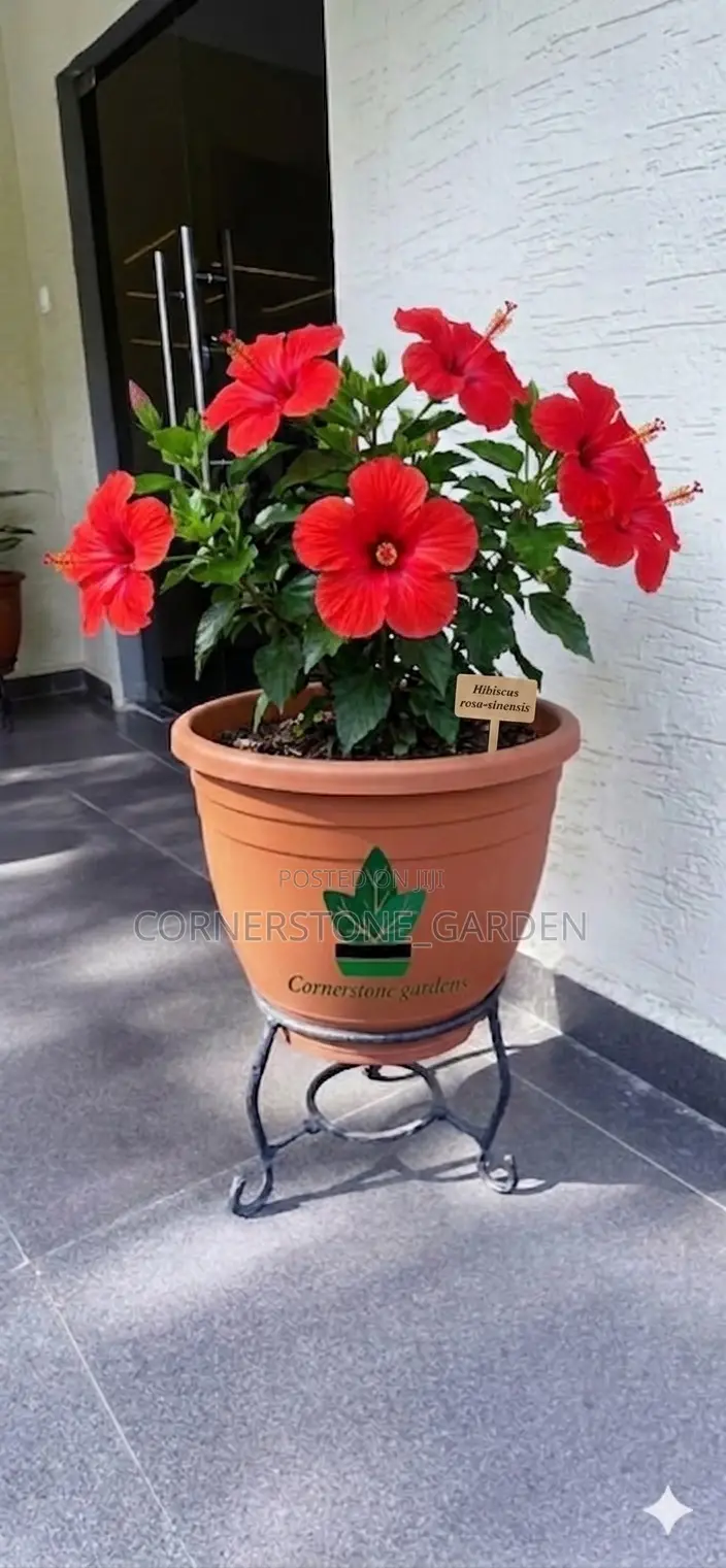 Ornamental Outdoor Natural Plants