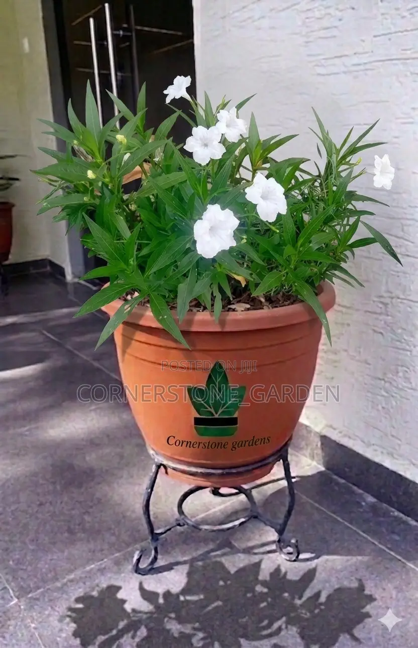 Ornamental Outdoor Natural Plants