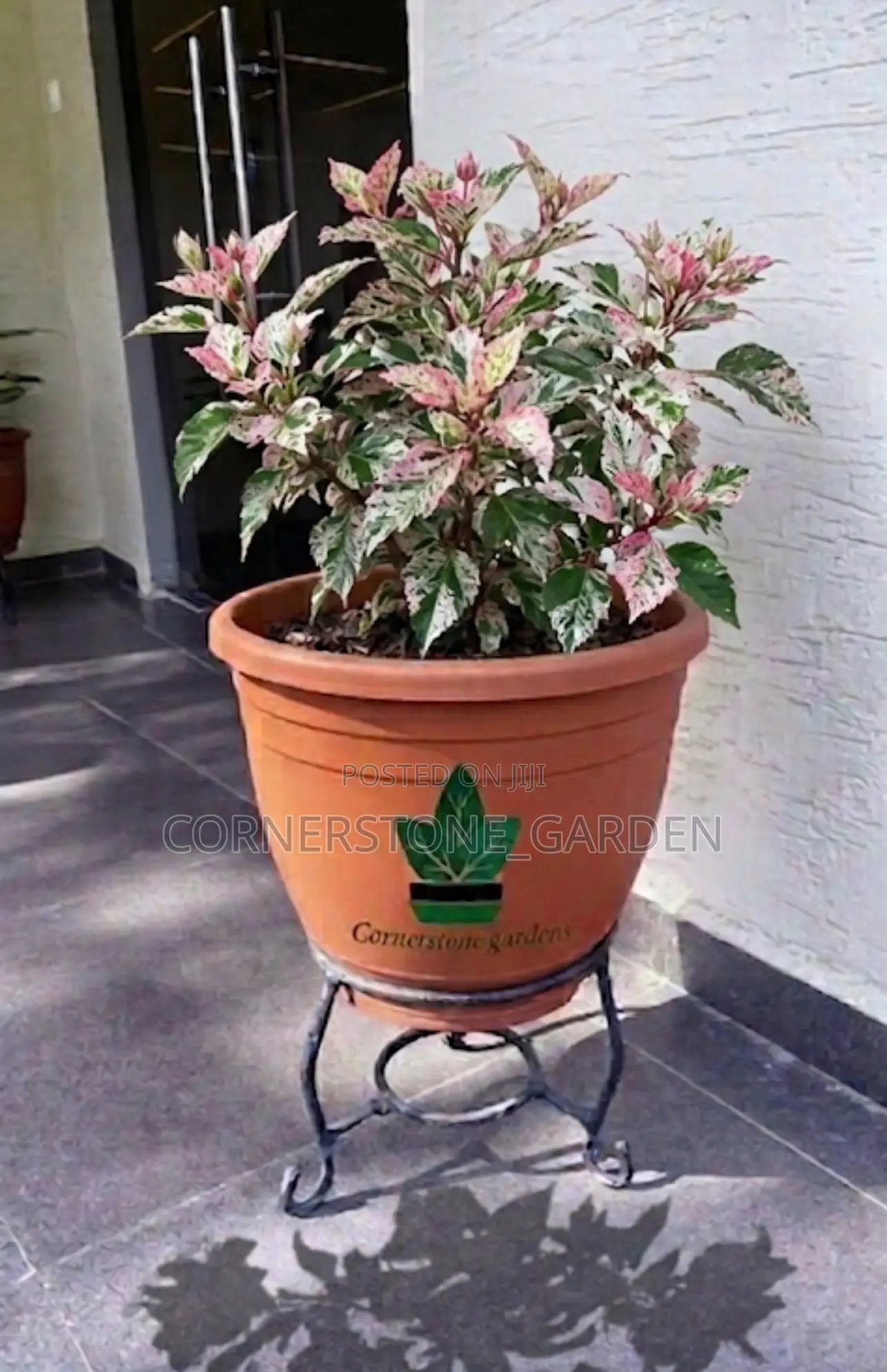 Ornamental Outdoor Natural Plants