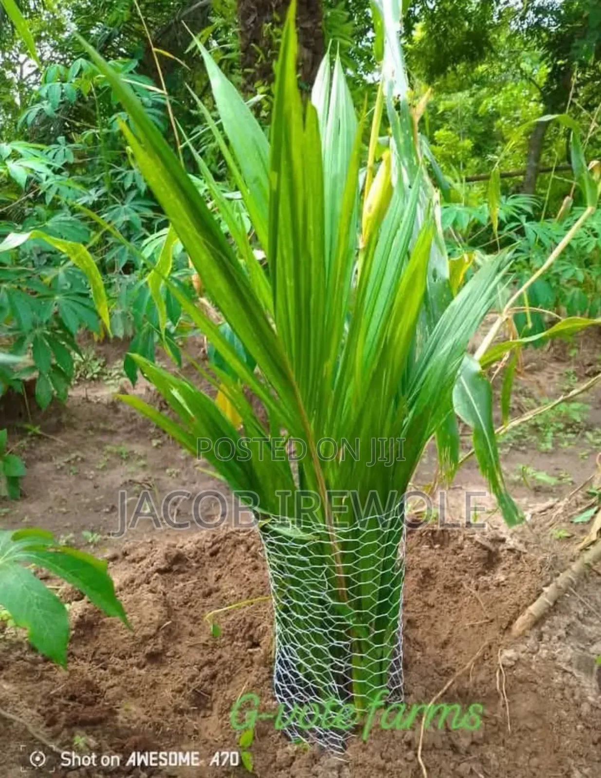 Supergene Oil Palm Seedlings