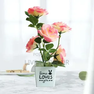 Rose Plants