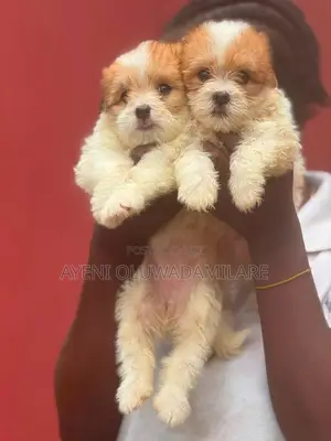 1-3 months Female Purebred Lhasa Apso