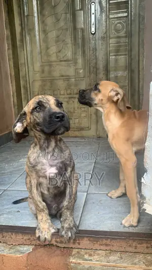 1-3 months Female Purebred Cane Corso