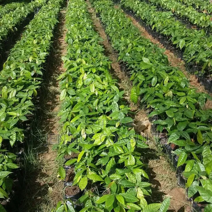 Hybrid Cocoa Seedlings