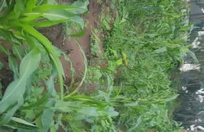 1 Plot and 3 Plots of Land for Sale
