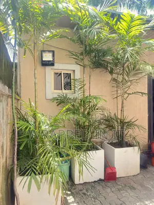 Large Areca Palm Decorative Plant for Sale