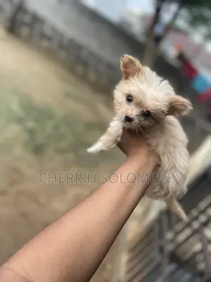 1-3 months Female Purebred Lhasa Apso