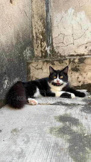 1+ year Male Purebred Turkish Angora