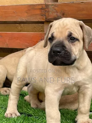 1-3 months Male Purebred Boerboel
