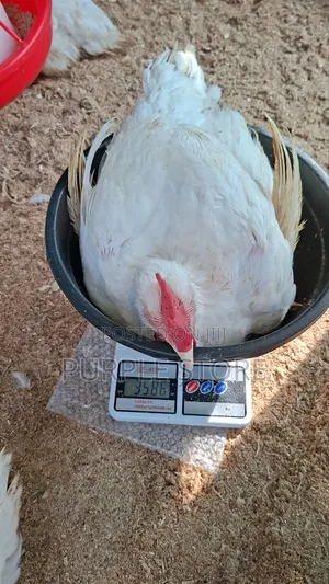 Neatly Raised Big Matured Broilers 3.5kg, 3.4kg, 2.9kg for Sale