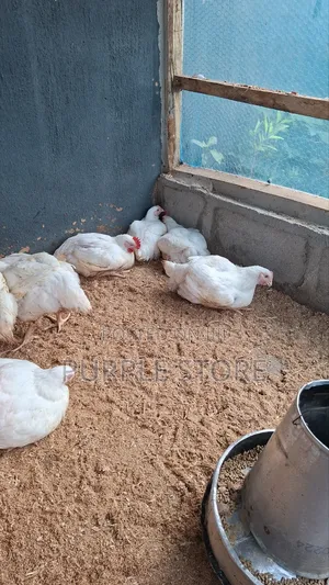 Neatly Raised Big Matured Broilers 3.5kg, 3.4kg, 2.9kg for Sale