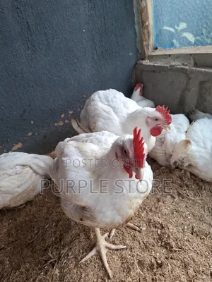 Healthy Broilers Chicken With Average Weight of 3kg Upwards Available