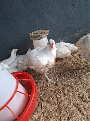Healthy Broilers Chicken With Average Weight of 3kg Upwards Available
