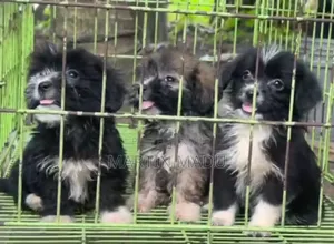1-3 months Male Purebred Lhasa Apso